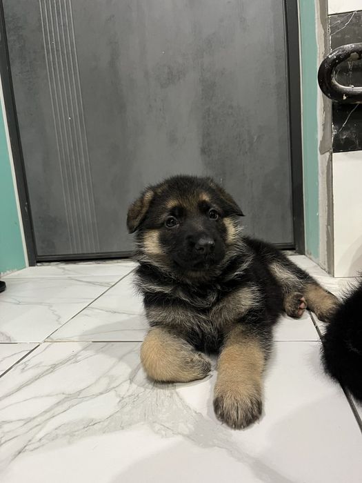 Щенки немецкой овчарки