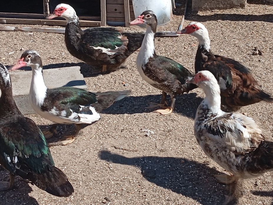 Patos mudos disponíveis