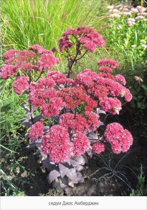 Садовые растения суккуленты седум очитки эхеверии молодило