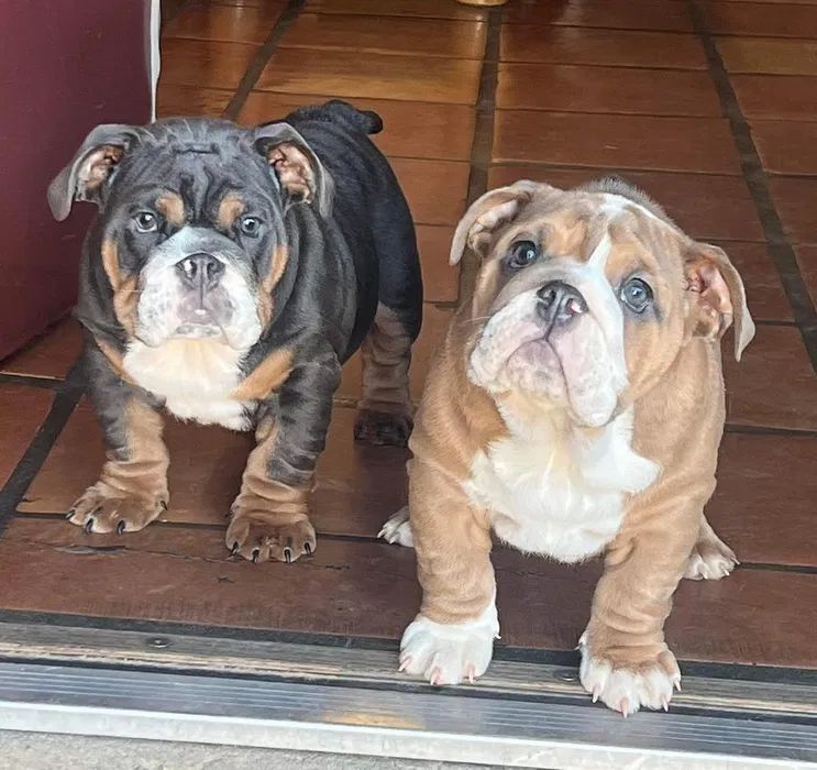 Английский бульдог лупули