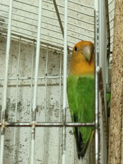 Duas fêmeas um macho