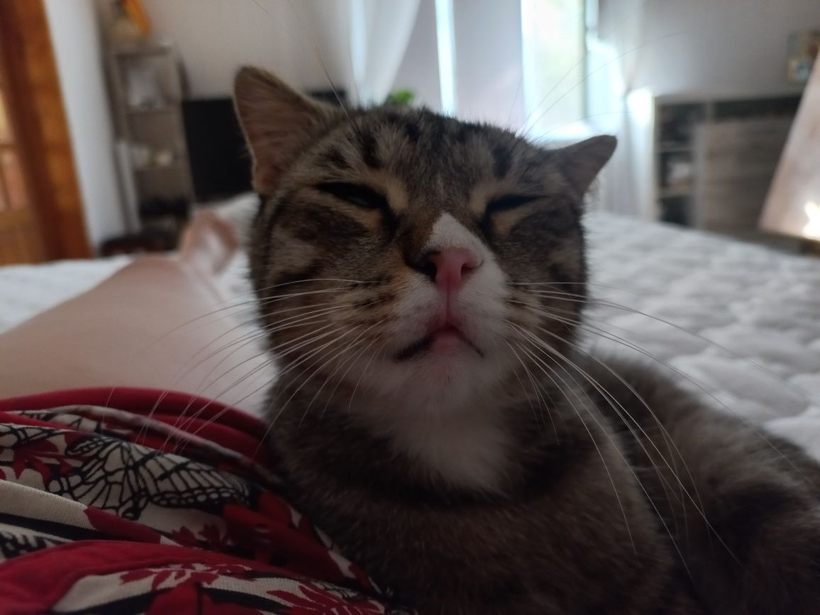 Отдам в хорошие руки кошку