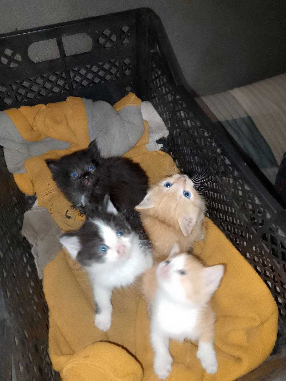 Котики,  хлопчики