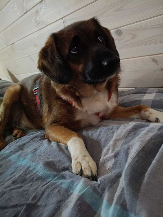 Emi poleca się do adopcji