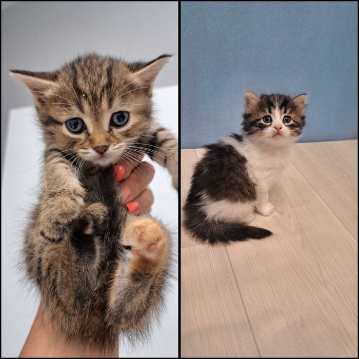 Отдам котят в хорошие ручки .
