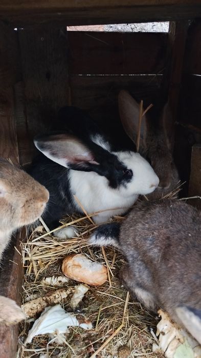 Sprzedam młode samice