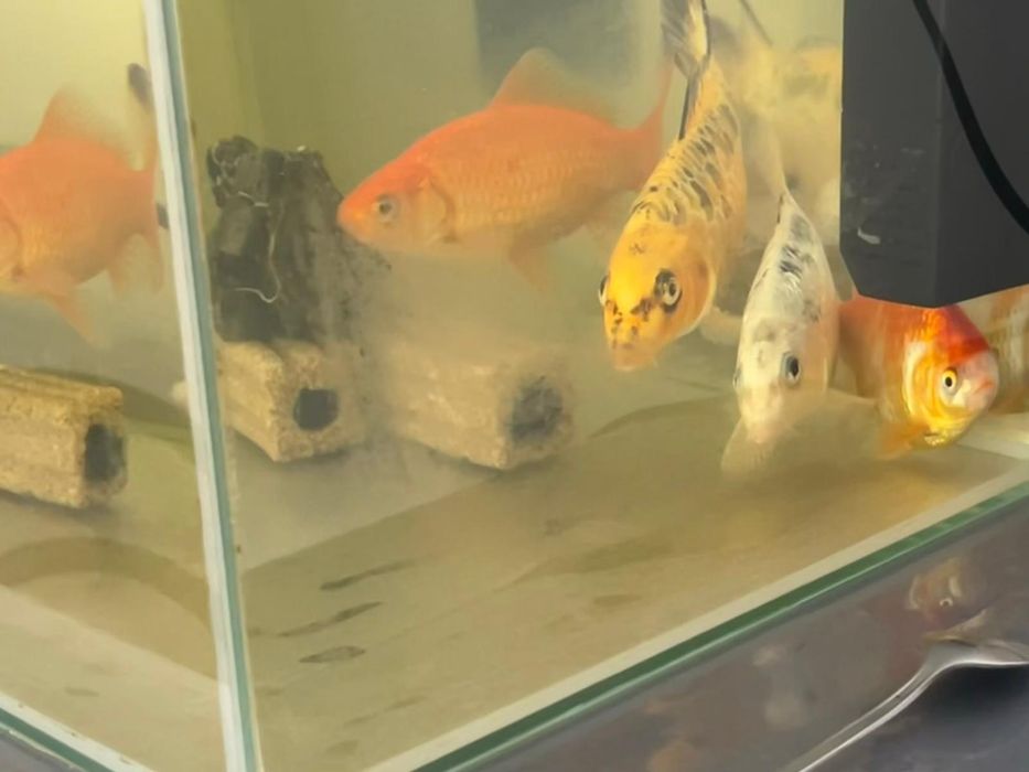 Aquário 60 x 30 com tampa