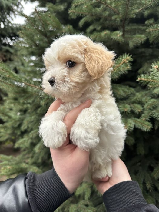 Дуже дивовижний хлопчік мальтіпу ф1