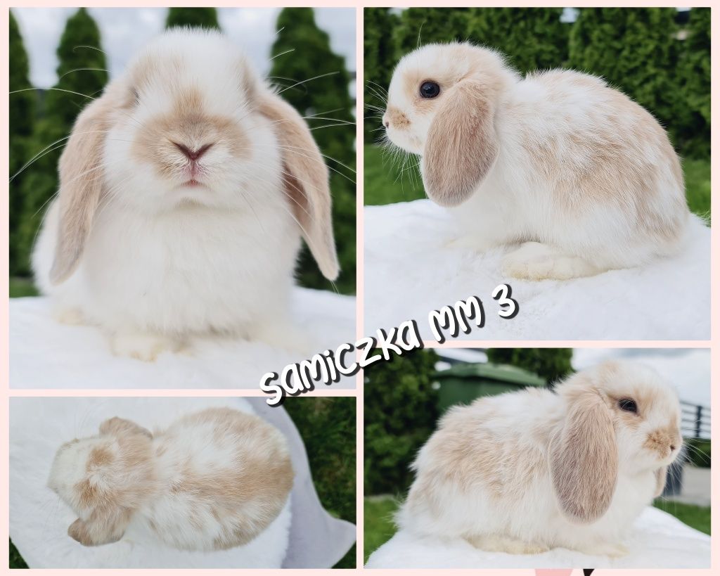 Mini lop królik króliczek miniaturka samiczka hodowla czip