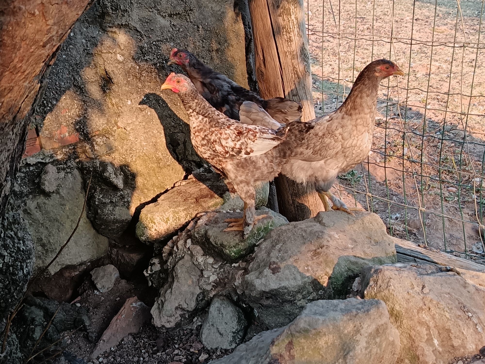 Vendo ovos de fracas brancas /  cocós  novas