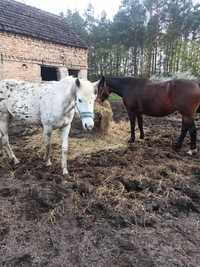 Obornik koński do warzyw, kwiatów i jako nawóz do podlewania