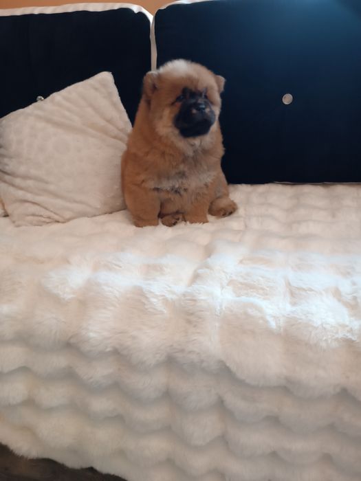 Szczeniak Chow chow (dziewczynka)