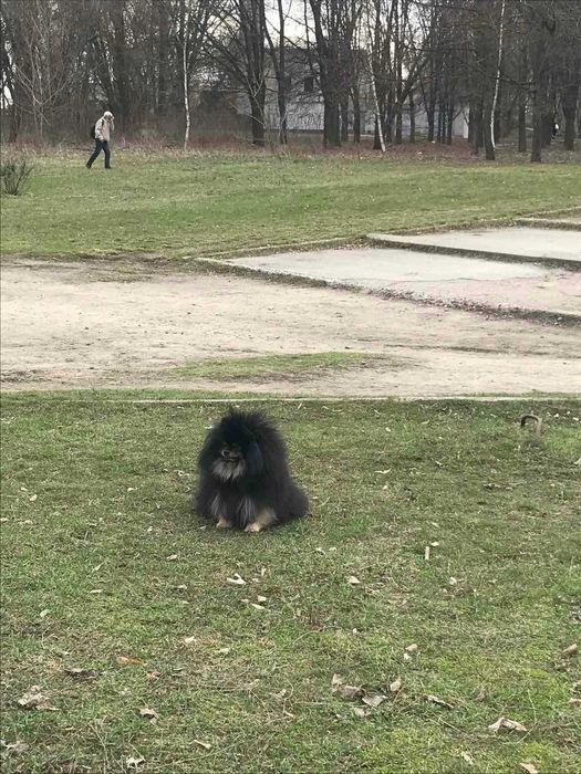 Вязка померанский шпиц