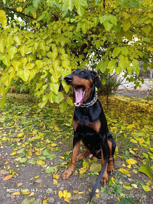 Первая вязка доберман