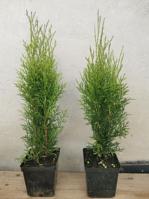 Tuja,Szmaragd,Bonsai,Spirale-P9-P11,60-200cm,prunus,irga