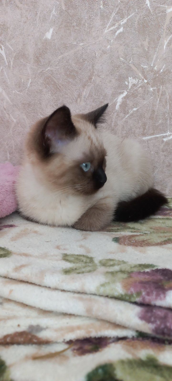 Сіамські котики. Хлопчики.