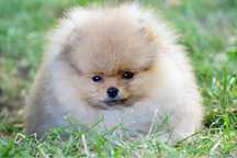 Suczka pomeranian Klara FCI, szczenię szpic miniaturowy ZKwP