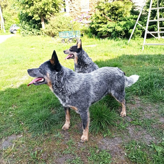 Australian cattle dog ACD
