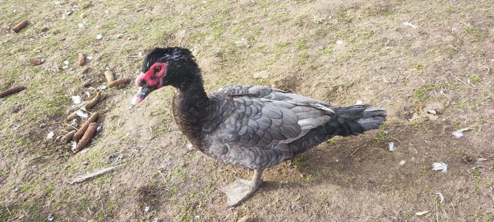 Продам качурів .