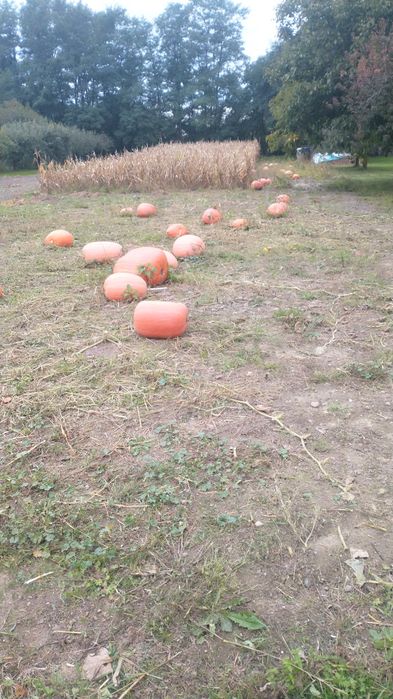 Dynia jadalna z gruntu. 2 zł za kilogram