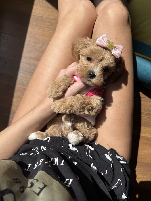 Шикарні крамиві мальтипу