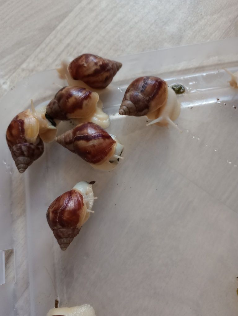Oddam za darmo ślimaki afrykańskie
