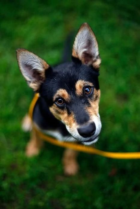Bobidog szuka kochającego czlowieka