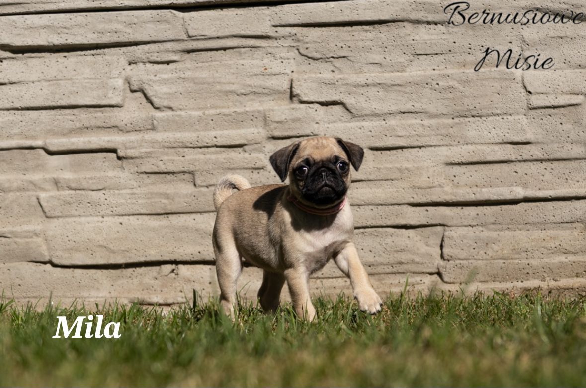 MILA-gotowa do zmiany domku