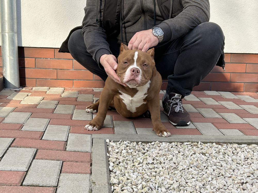 Suczka American Bully Pocket