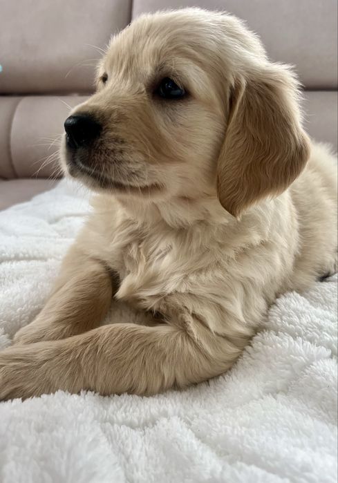 Szczenię Suczka Golden Retriever GOTOWA DO ODBIORU
