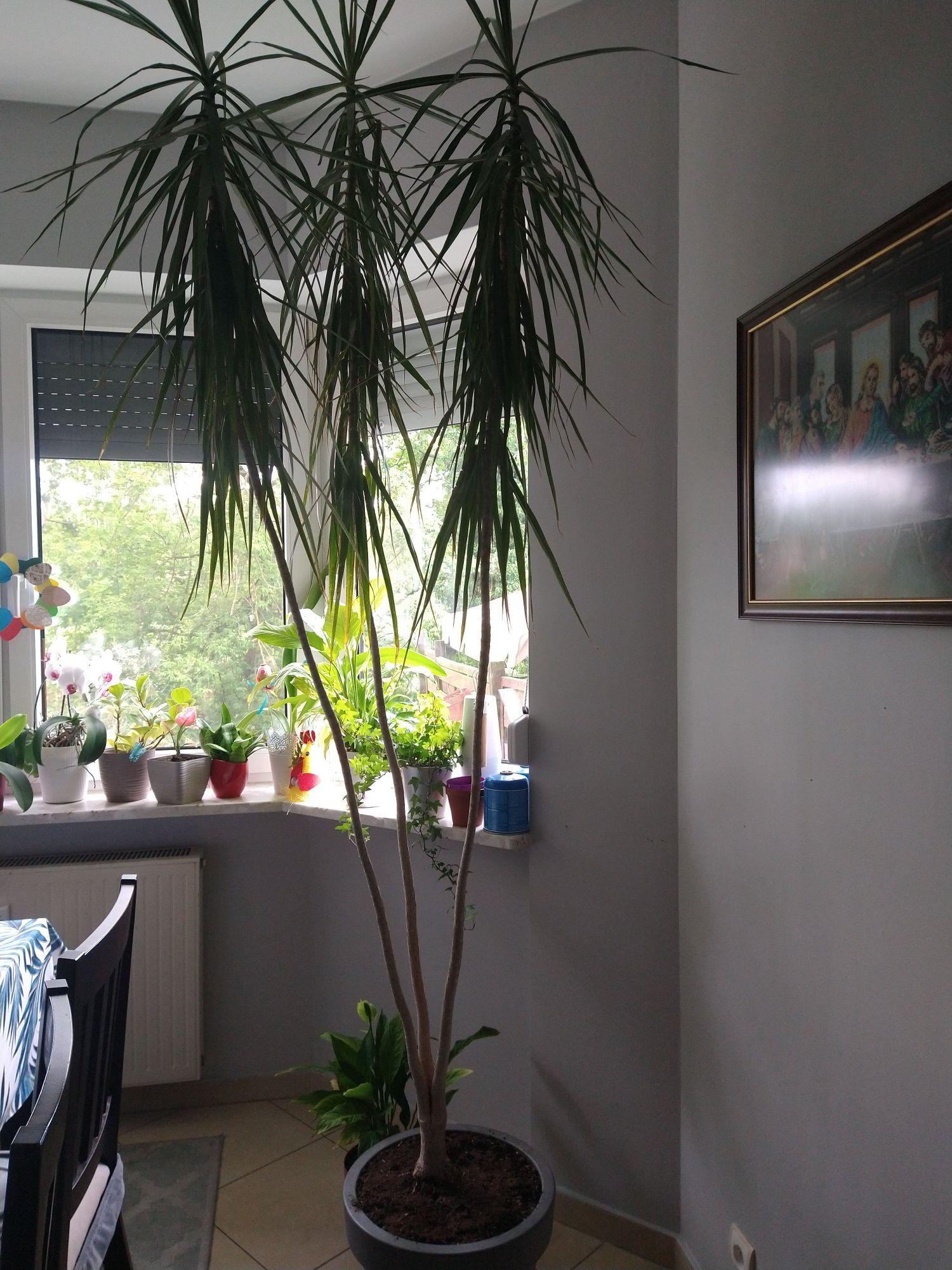 Dracena Marginata  2,8m