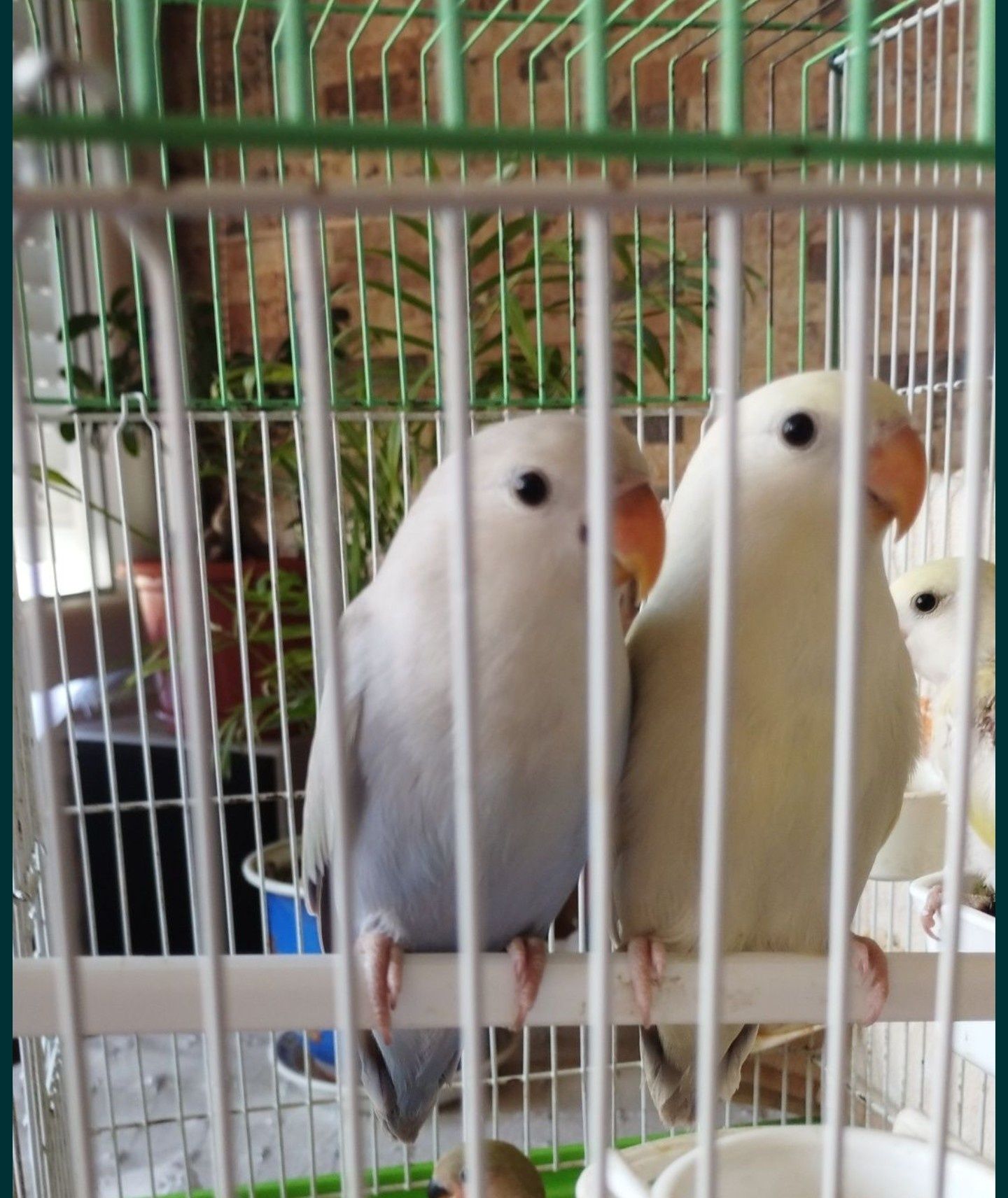 Casal roseicollis
