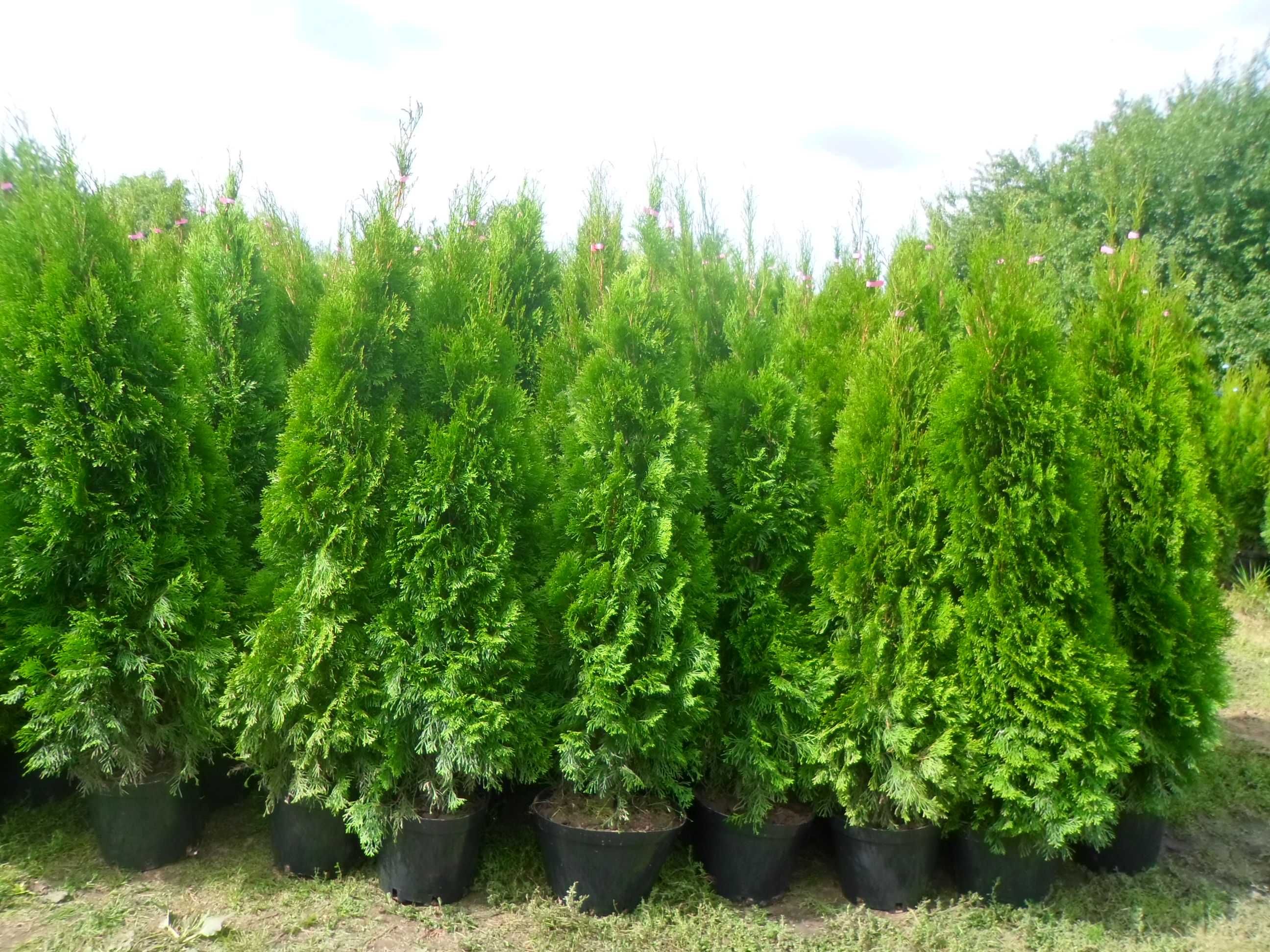 Tuja tuje szmaragd w doniczkach 120-140cm Dostawa