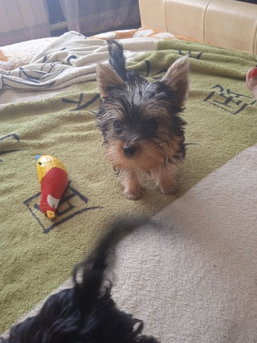 Мальчишка породы Йоркширский терьер ждет любящую семью