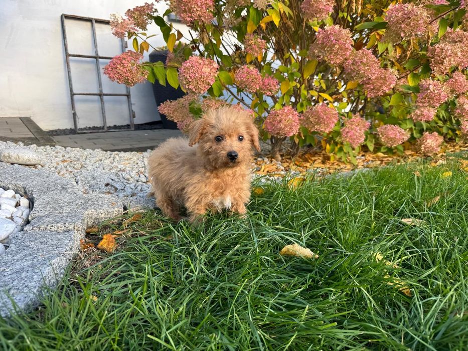 maltipoo szczeniak  mini