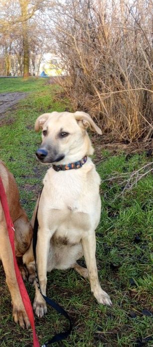 Отдам даром в добрые руки собаку метис овчарки и лабрадора