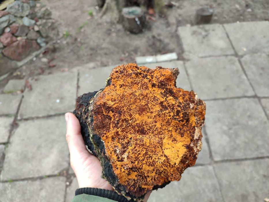 Czaga czyr błyskoporek czarna huba