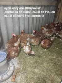 Кури несучки, доставка по Волинській та Рівненській області безкоштовн