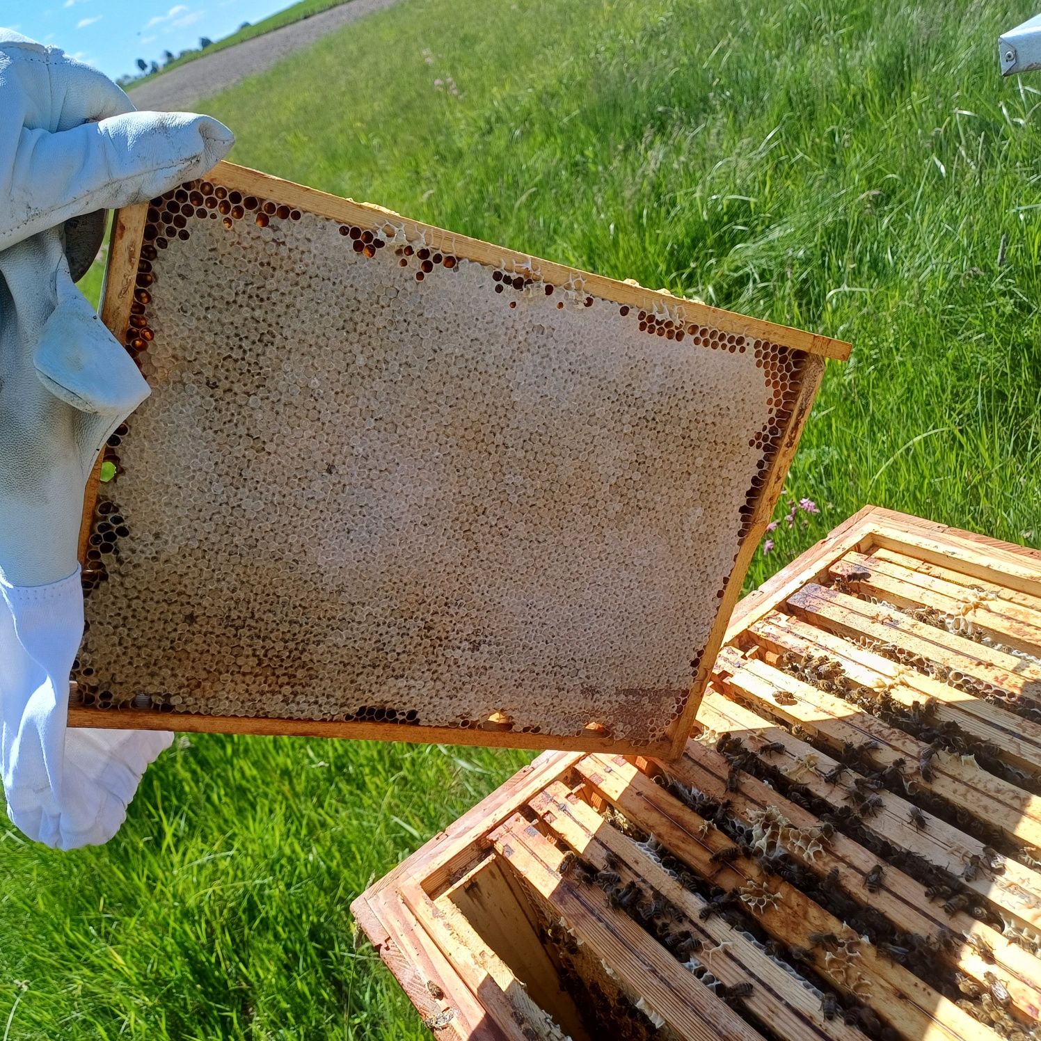 Perliki gęsi miód