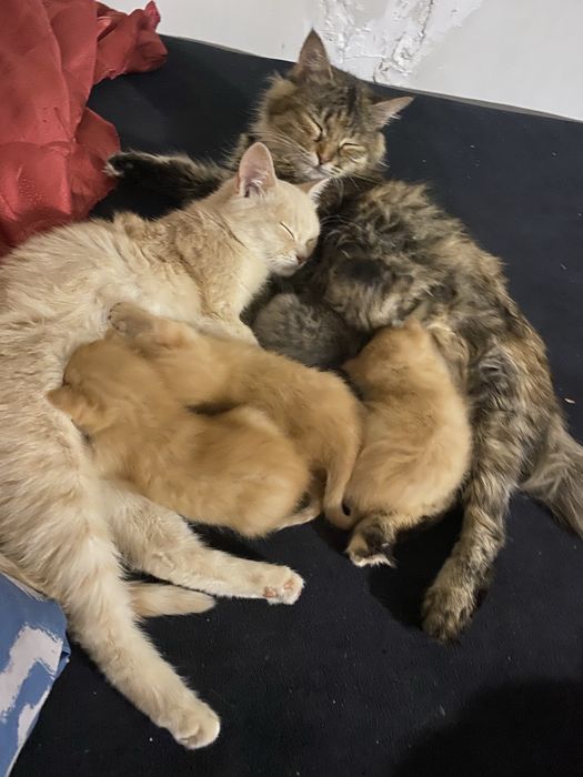 Котики в гарні руки