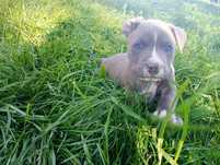 Amstaff american staffordshire terrier