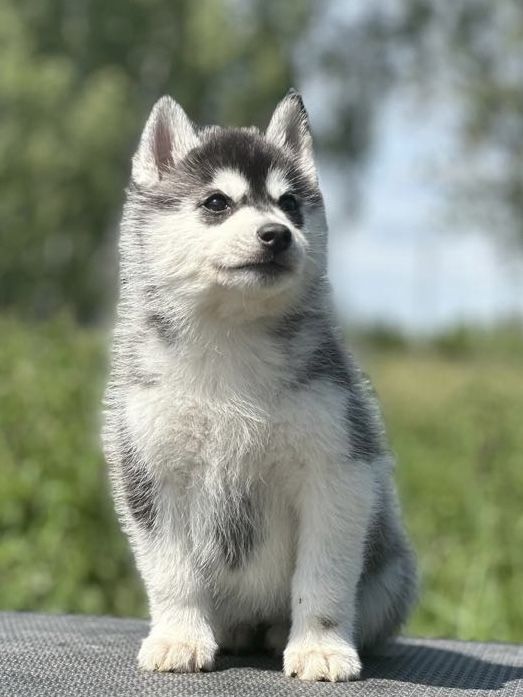 Siberian Husky Zkwp Fci