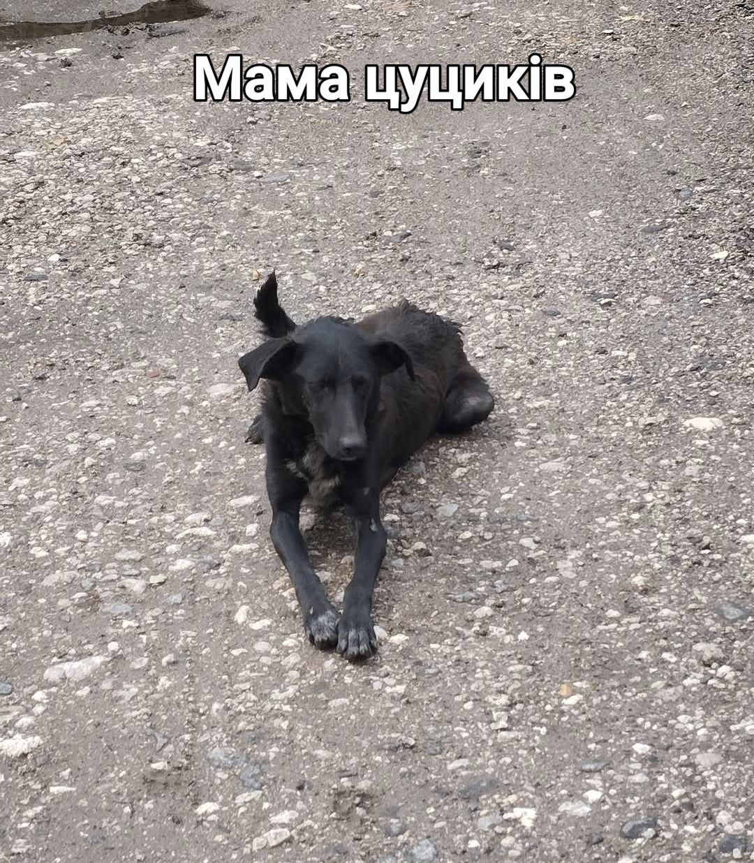Цуценята шукають дім