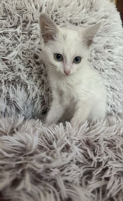 Котики шукають сімʼю