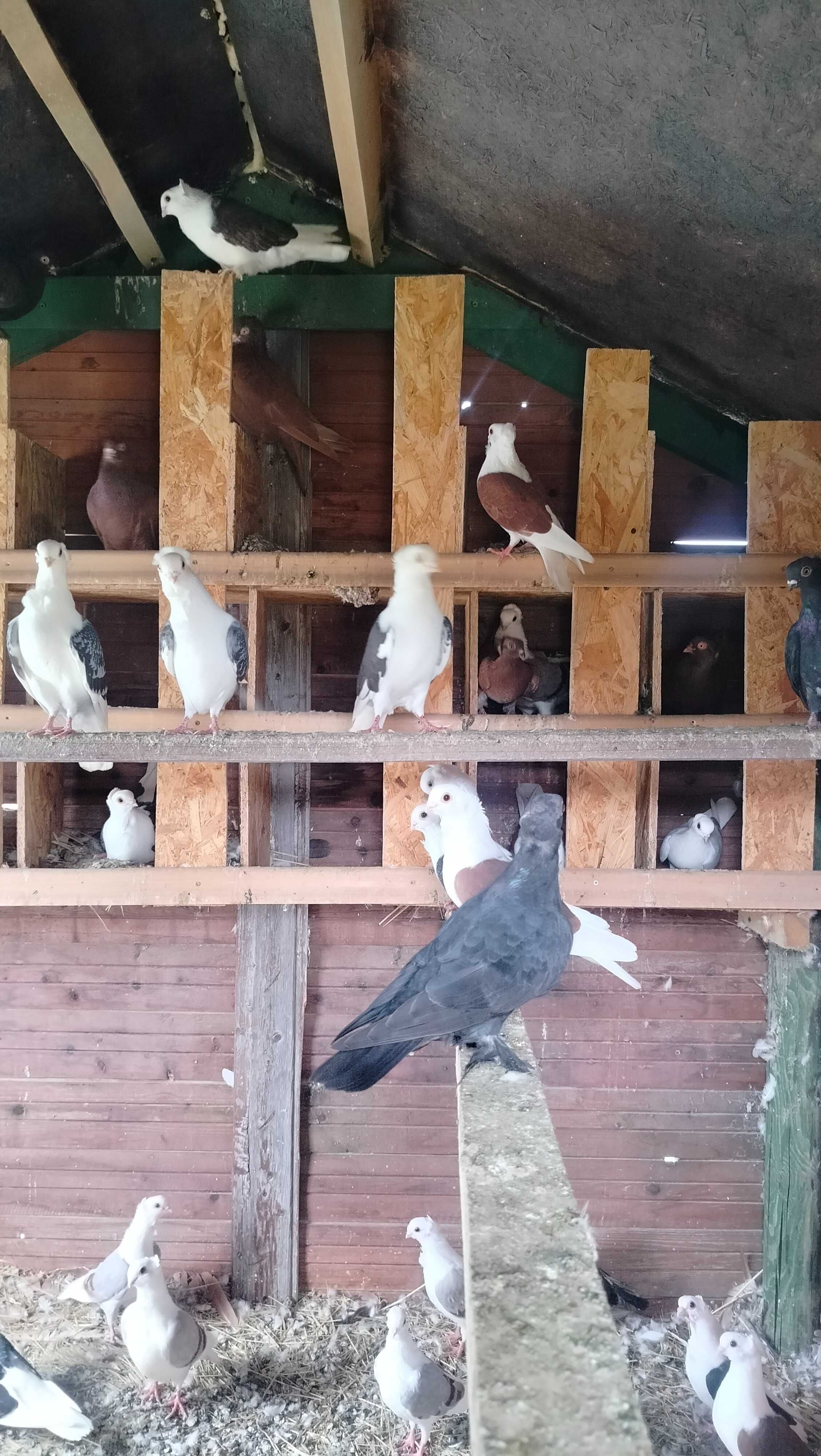 Gołębie mewki i wywrotki