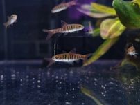 Brzanka tygrysia (Barbus fasciolatus)
