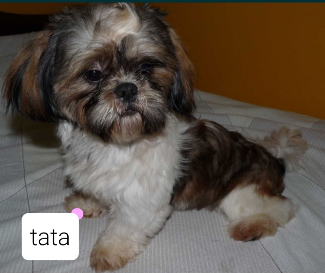 Suczka rasy  Shih-Tzu