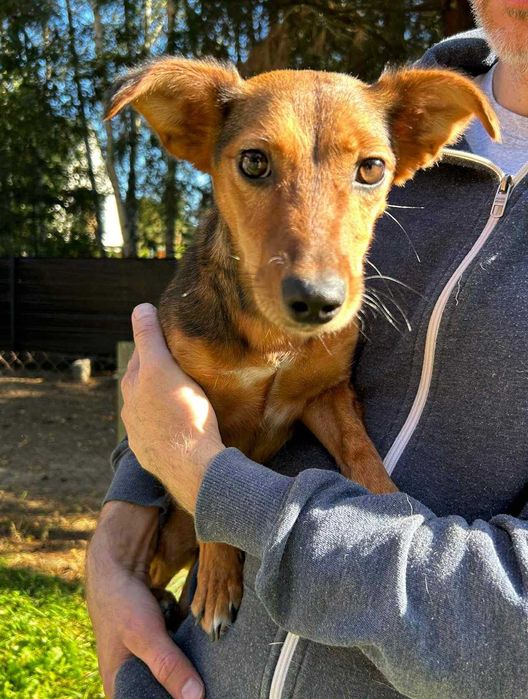 Mała i młoda suczka Willa do adopcji