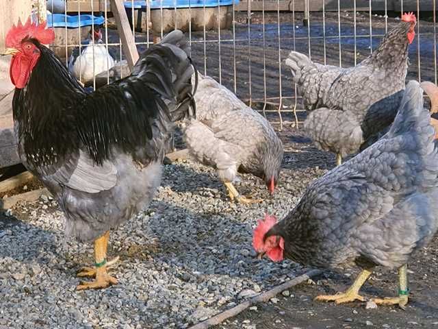 Інкубаційне яйце курей Плімутрок: смугастий, срібло, синій.