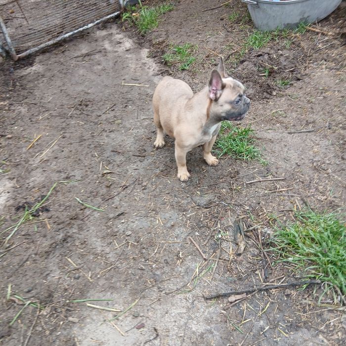 Голубые француженки 6 мес